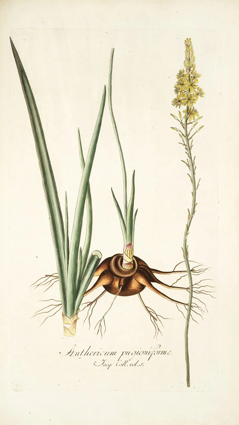 Anthericum Pugioniforme Wall Art by Nikolaus Joseph Freiherr von Jacquin - High-Resolution Digital Print
