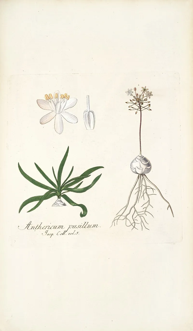 Anthericum Pusillum Wall Art by Nikolaus Joseph Freiherr von Jacquin - High-Resolution Digital Print
