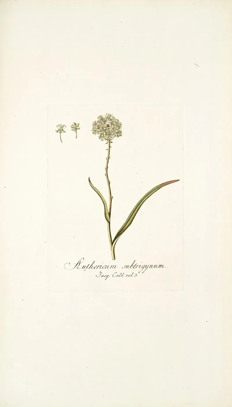 Anthericum Subtrigynum Wall Art by Nikolaus Joseph Freiherr von Jacquin - High-Resolution Digital Print