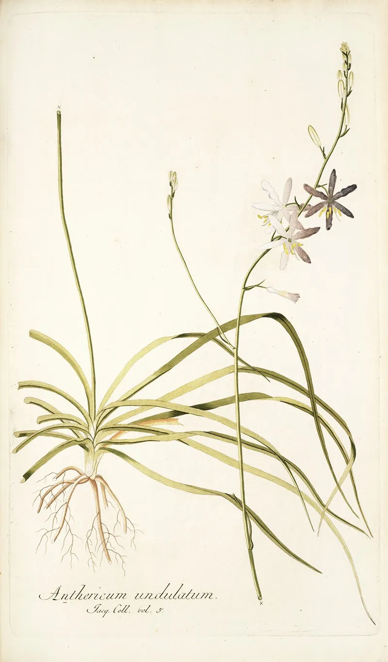 Anthericum Undulatum Wall Art by Nikolaus Joseph Freiherr von Jacquin - High-Resolution Digital Print