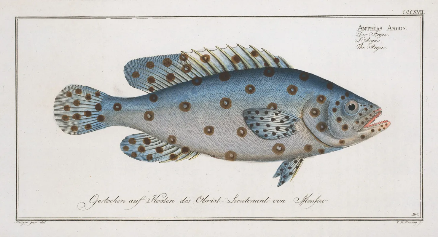 Anthias Argus The Argus Wall Art by Marcus Elieser Bloch - High-Resolution Digital Print
