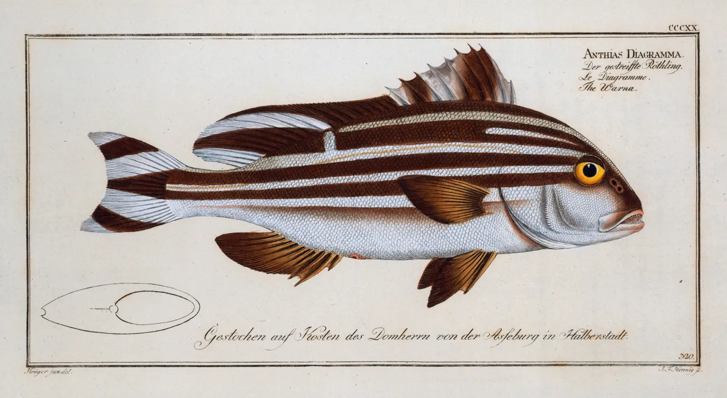 Anthias Diagramma The Warna Wall Art by Marcus Elieser Bloch - High-Resolution Digital Print
