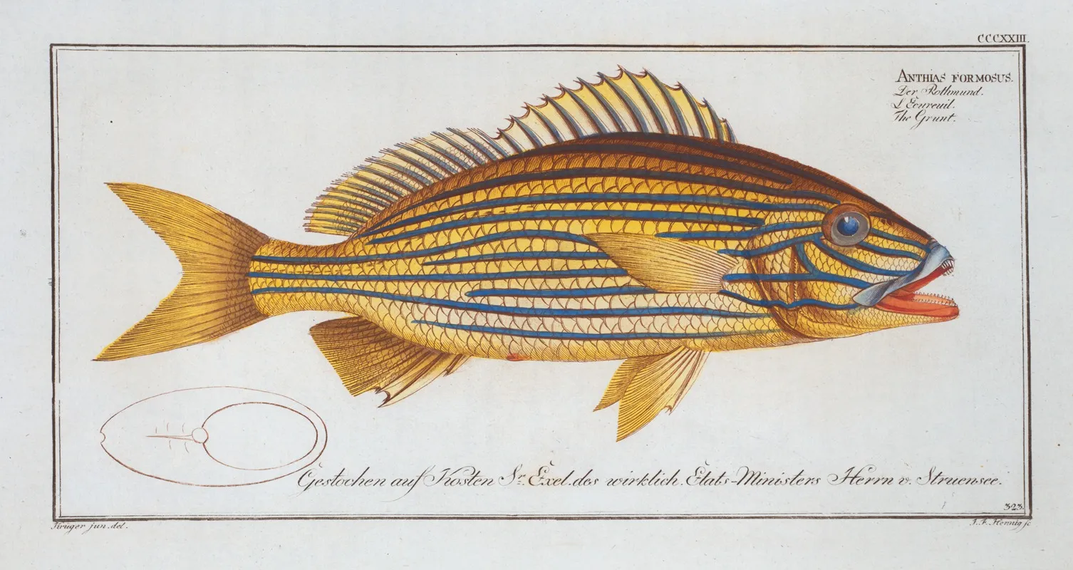 Anthias Formosus The Grunt Wall Art by Marcus Elieser Bloch - High-Resolution Digital Print