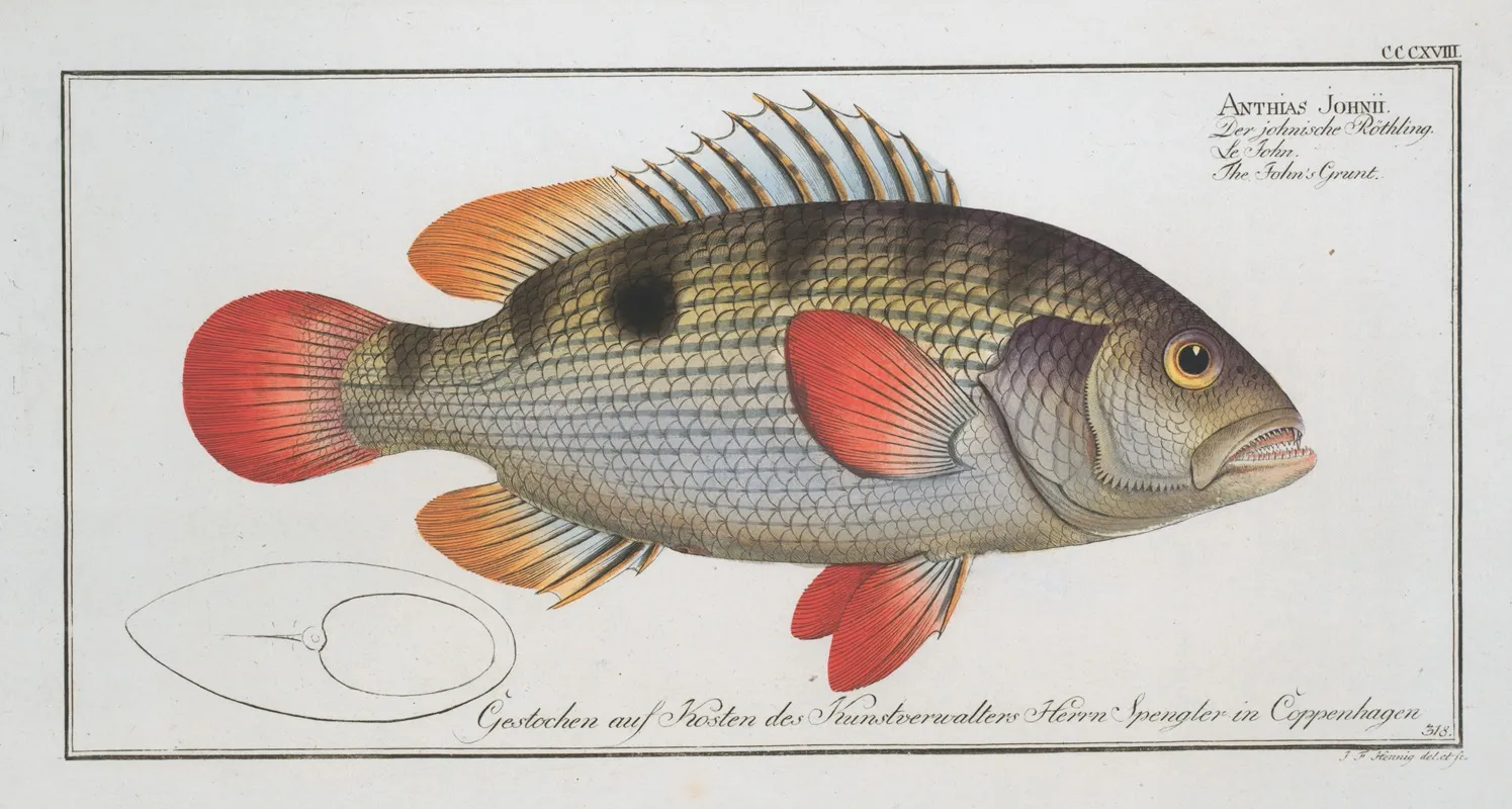 Anthias Johnii The Johns Grunt Wall Art by Marcus Elieser Bloch - High-Resolution Digital Print