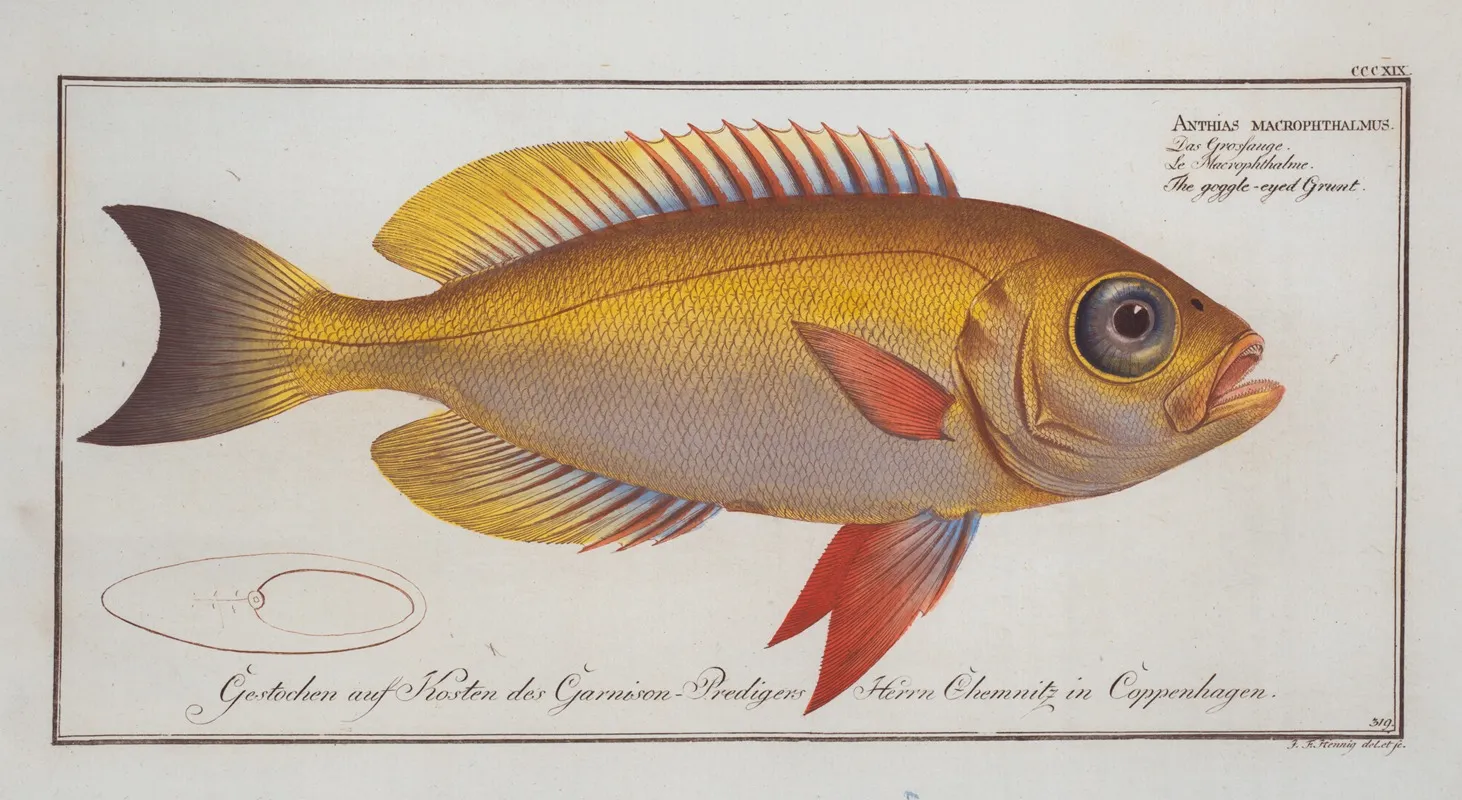 Anthias Macrophthalmus The Goggle Eyed Grunt Wall Art by Marcus Elieser Bloch - High-Resolution Digital Print