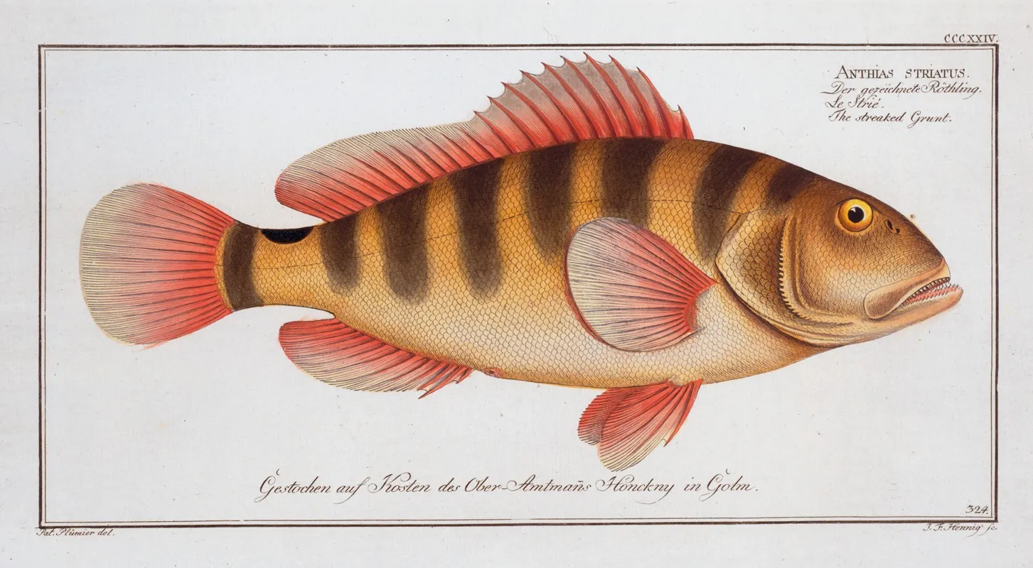 Anthias Striatus The Streaked Grunt Wall Art by Marcus Elieser Bloch - High-Resolution Digital Print