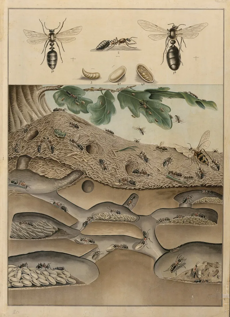 Anthill 2