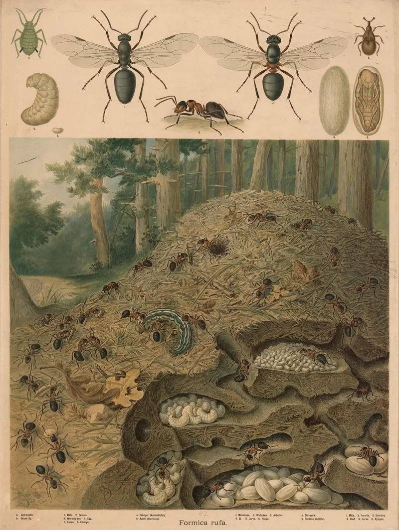 Anthill 3 Wall Art by Emil Schmidt - High-Resolution Digital Print
