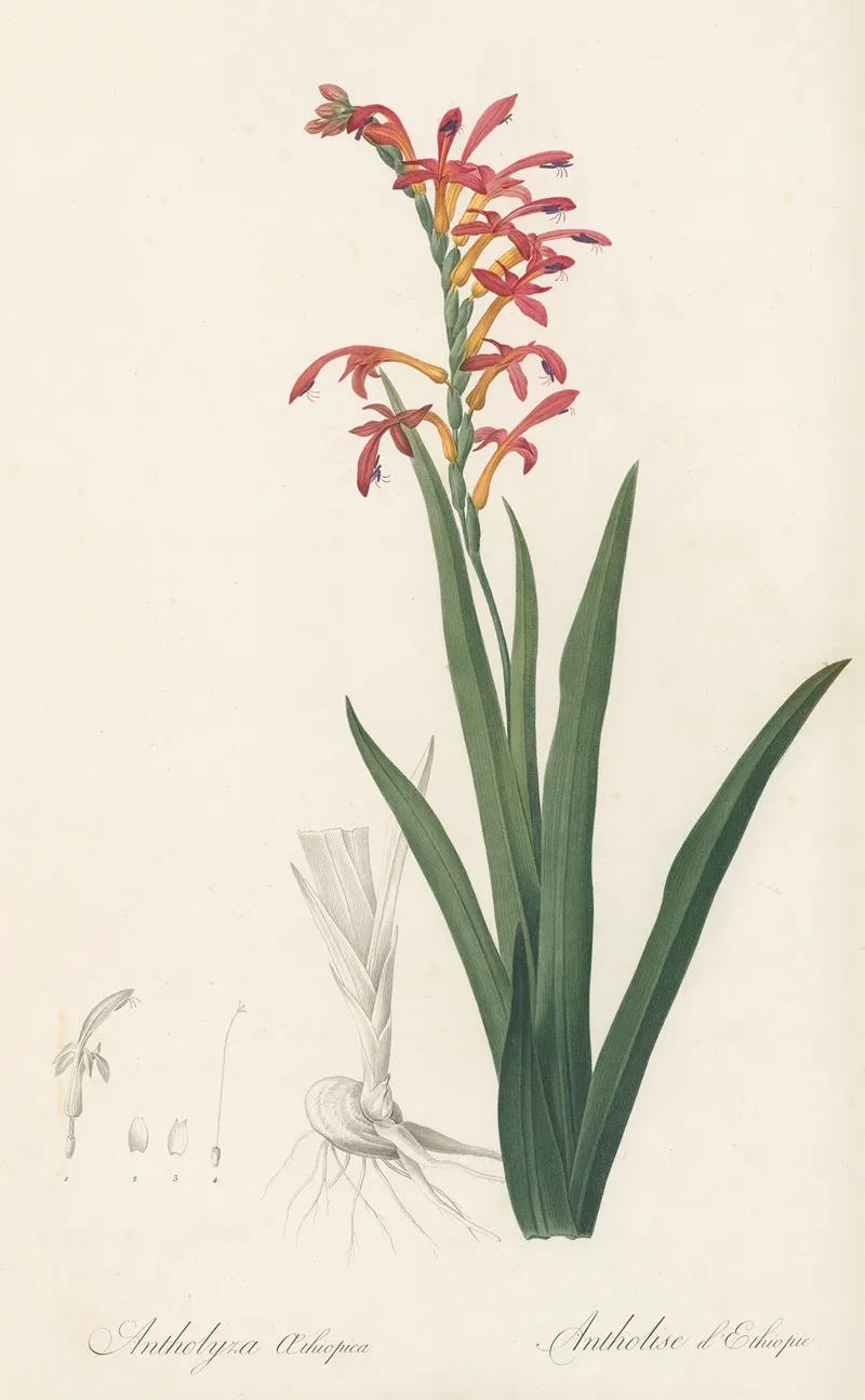 Antholyza Aethiopica Wall Art by Pierre Joseph Redouté - High-Resolution Digital Print