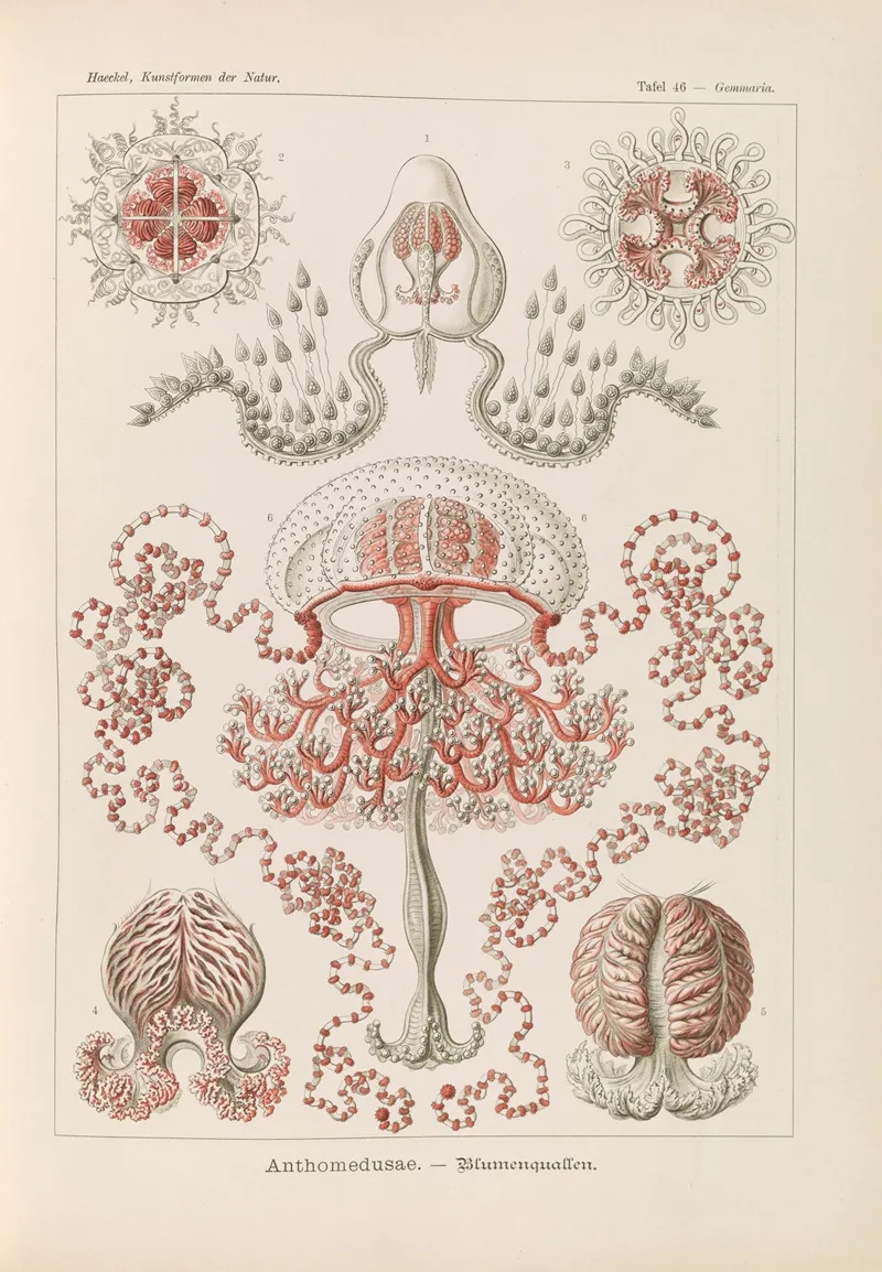 Anthomedusae Blumenquallen Wall Art by Ernst Haeckel - High-Resolution Digital Print