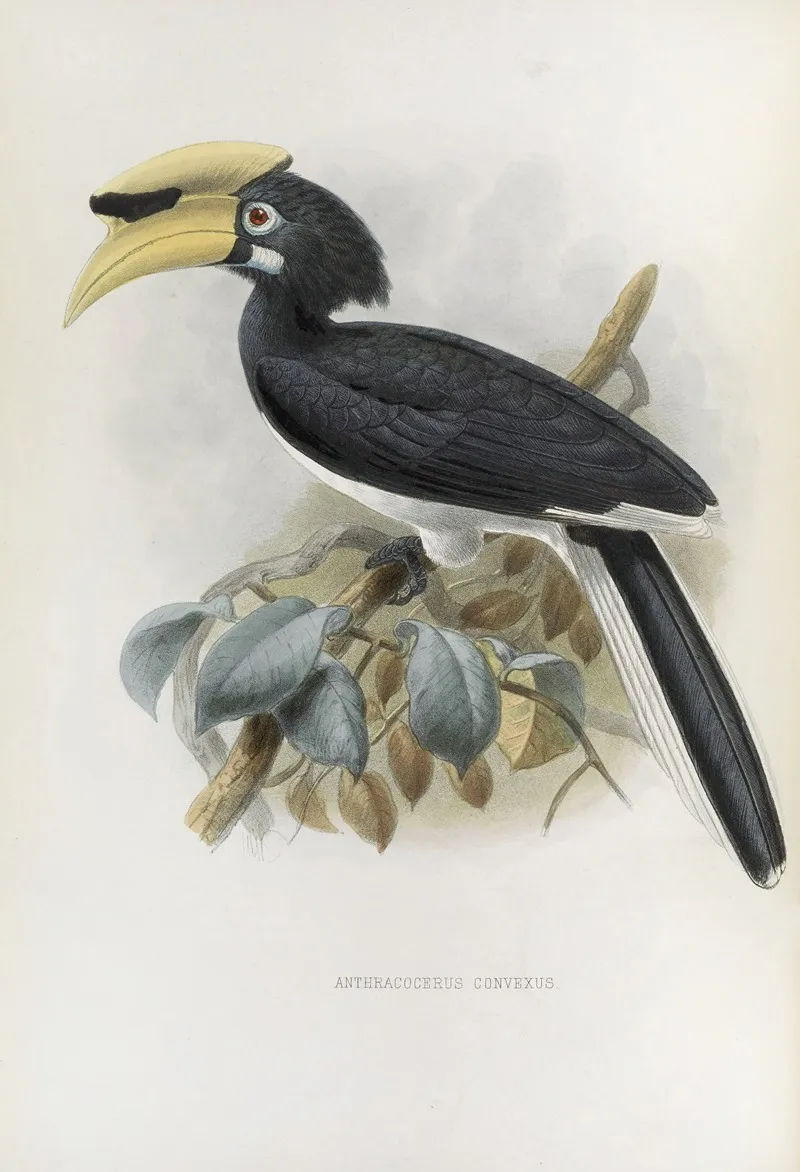 Anthracoceros Convexus Wall Art by Daniel Giraud Elliot - High-Resolution Digital Print