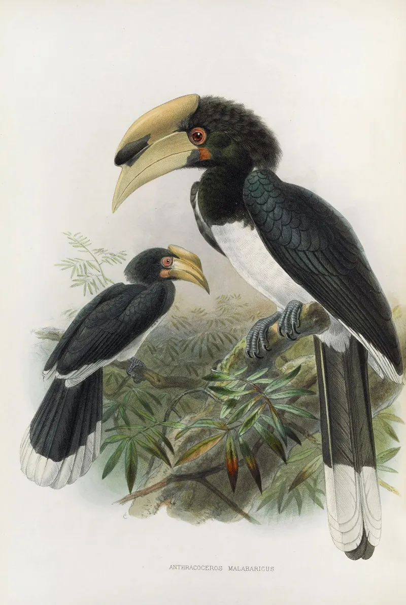 Anthracoceros Malabaricus Wall Art by Daniel Giraud Elliot - High-Resolution Digital Print