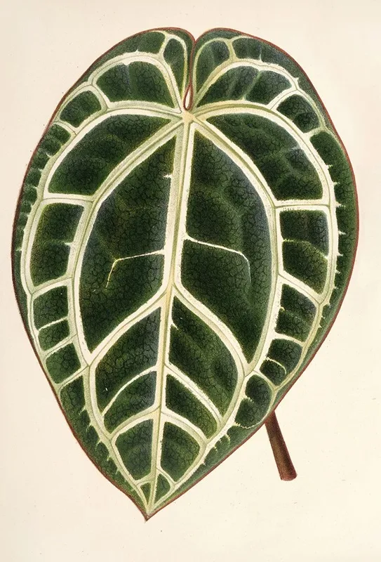 Anthurium Crystallinum Wall Art by Charles Antoine Lemaire - High-Resolution Digital Print