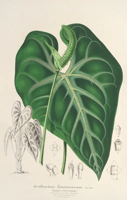 Anthurium Leuconeurum Wall Art by Charles Antoine Lemaire - High-Resolution Digital Print