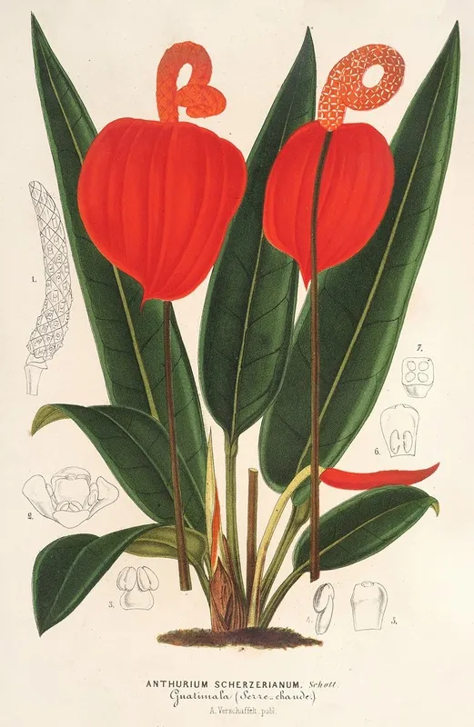 Anthurium Scherzerianum Wall Art by Charles Antoine Lemaire - High-Resolution Digital Print