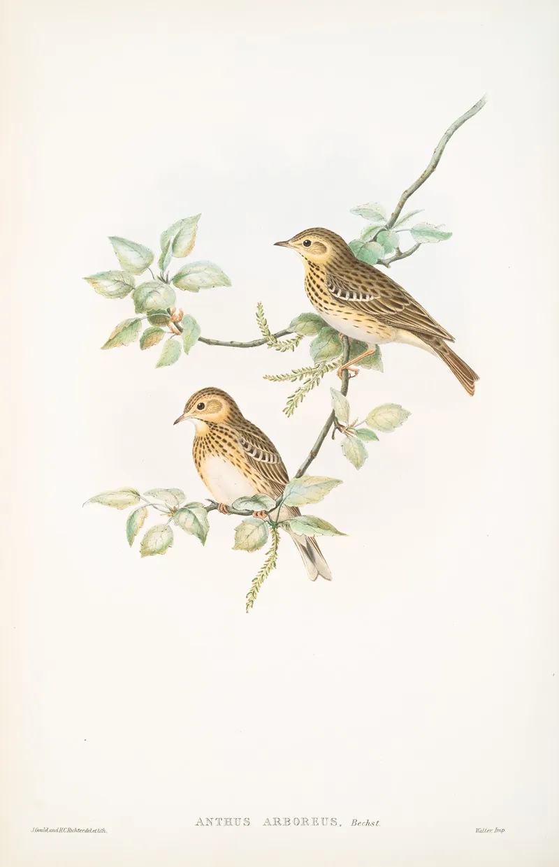 Anthus Arboreus Tree Pipit Wall Art by John Gould - High-Resolution Digital Print