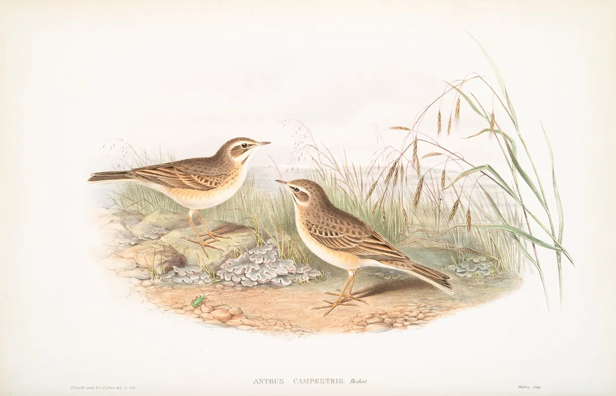 Anthus Campestris Tawny Pipit Wall Art by John Gould - High-Resolution Digital Print