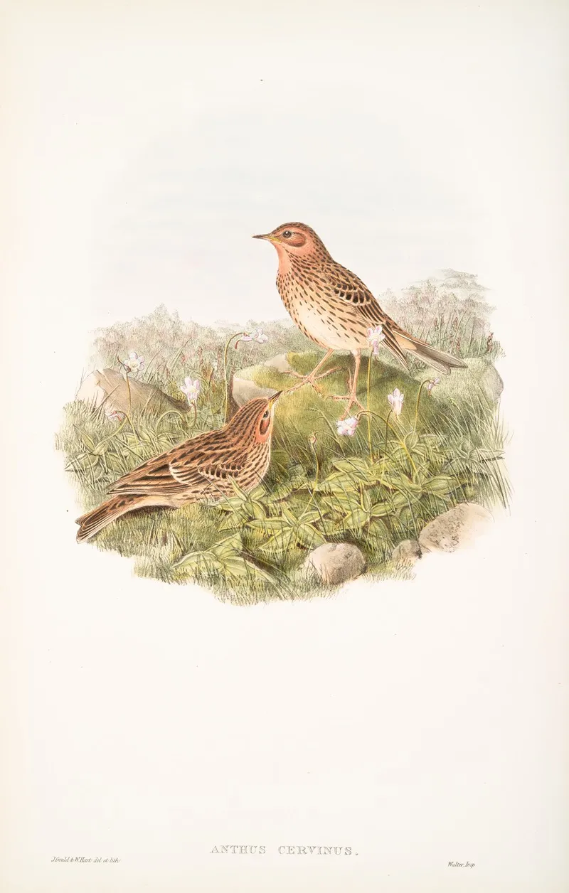 Anthus Cervinus Red Throated Pipit Wall Art by John Gould - High-Resolution Digital Print