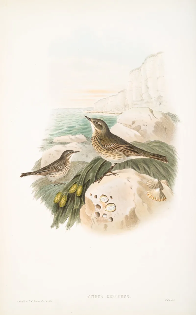 Anthus Obscurus Rock Pipit Wall Art by John Gould - High-Resolution Digital Print