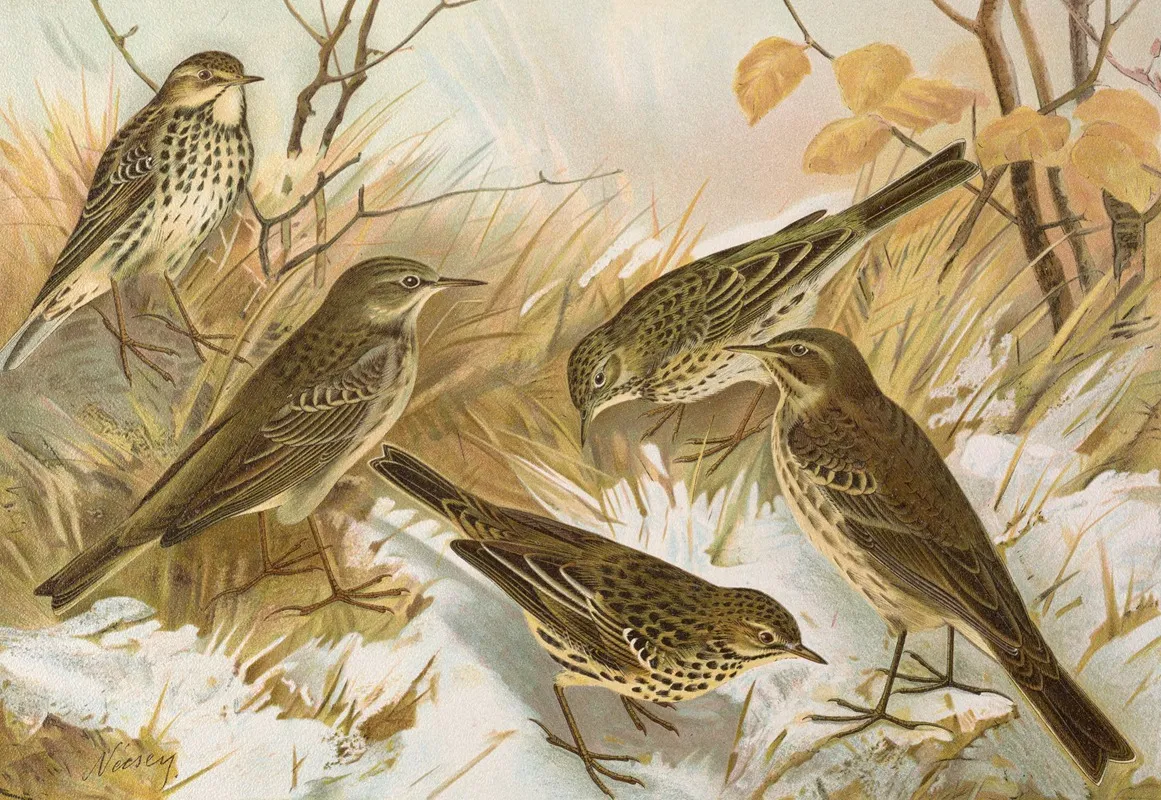 Anthus Pratensis Cervinus Spipoletta Obscurus Wall Art by Johann Friedrich Naumann - High-Resolution Digital Print