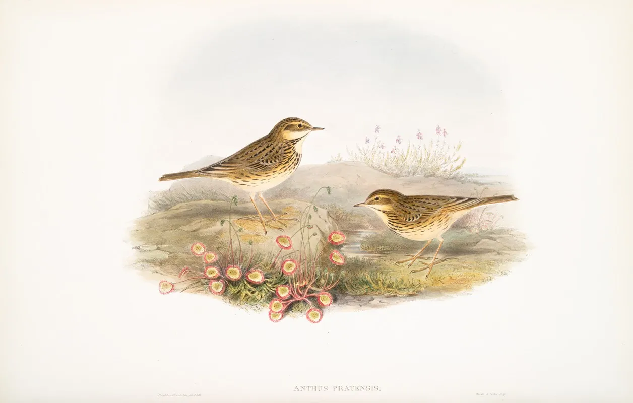 Anthus Pratensis Meadow Pipit Or Titlark Wall Art by John Gould - High-Resolution Digital Print