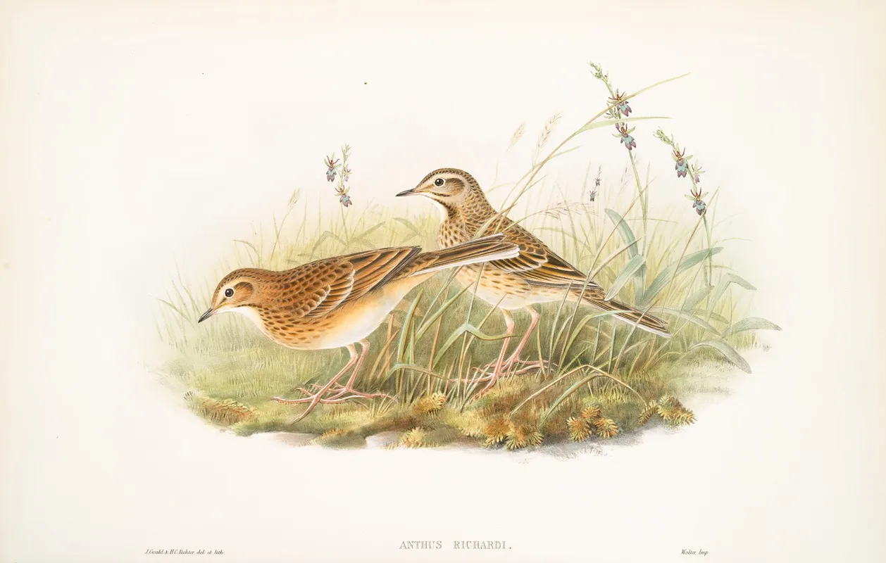 Anthus Richardi Richards Pipit Wall Art by John Gould - High-Resolution Digital Print