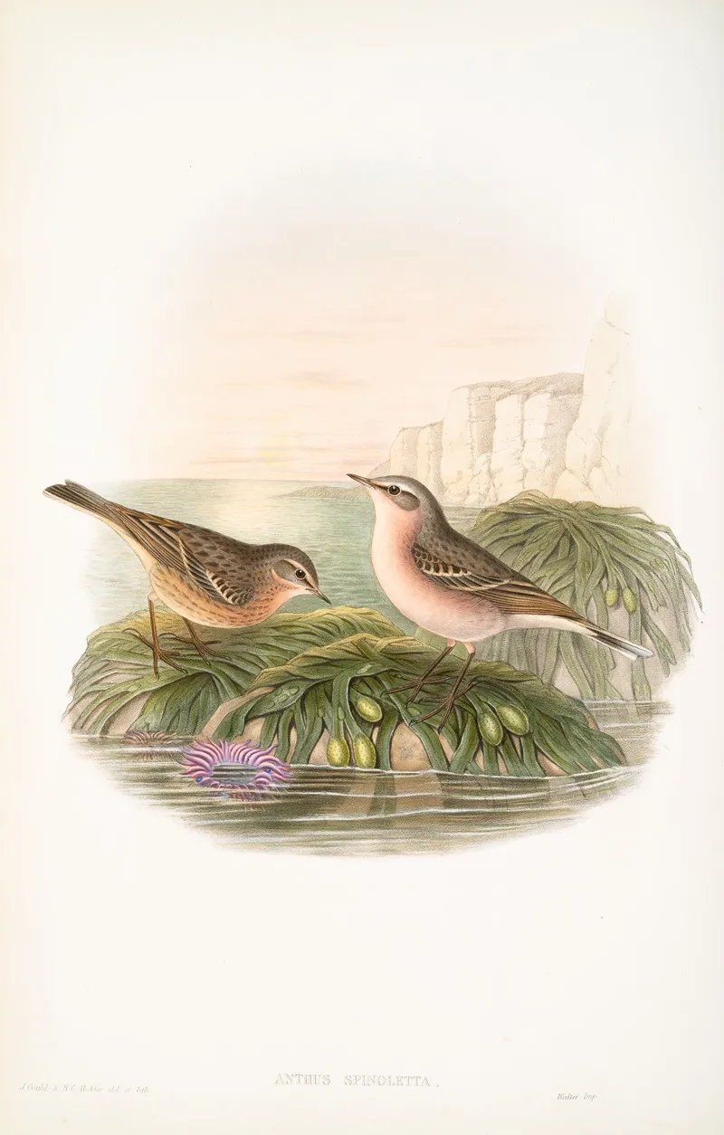 Anthus Spinoletta Vinous Pipit Wall Art by John Gould - High-Resolution Digital Print