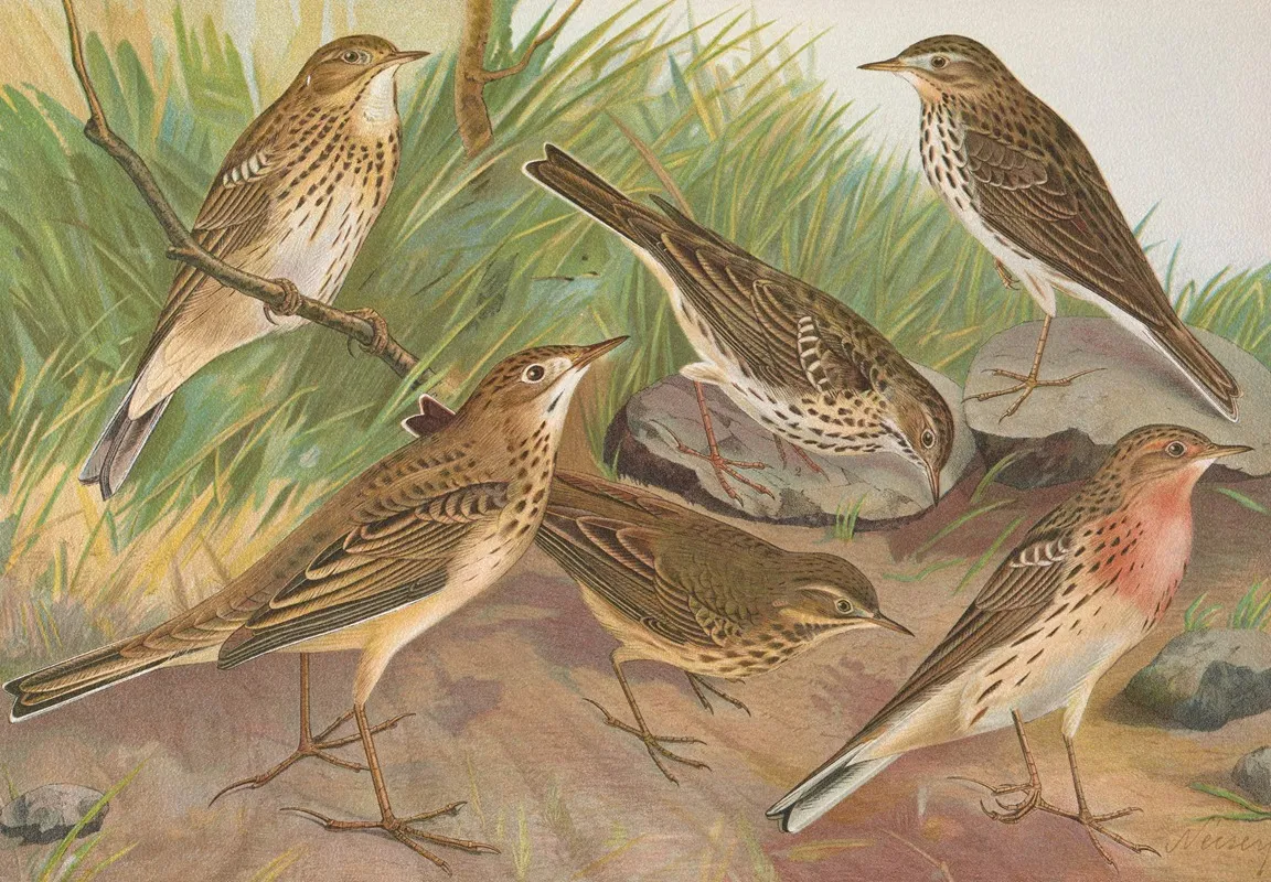 Anthus Trivialis Pratensis Richardi Vieillot Cervinus Pensilvanicus Wall Art by Johann Friedrich Naumann - High-Resolution Digital Print