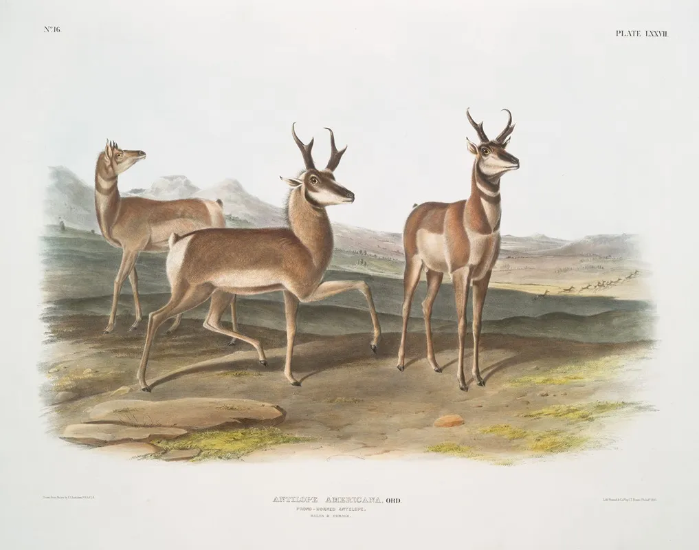 Antilope Americana Prong Horned Antelope Male Female Wall Art by John Woodhouse Audubon - High-Resolution Digital Print