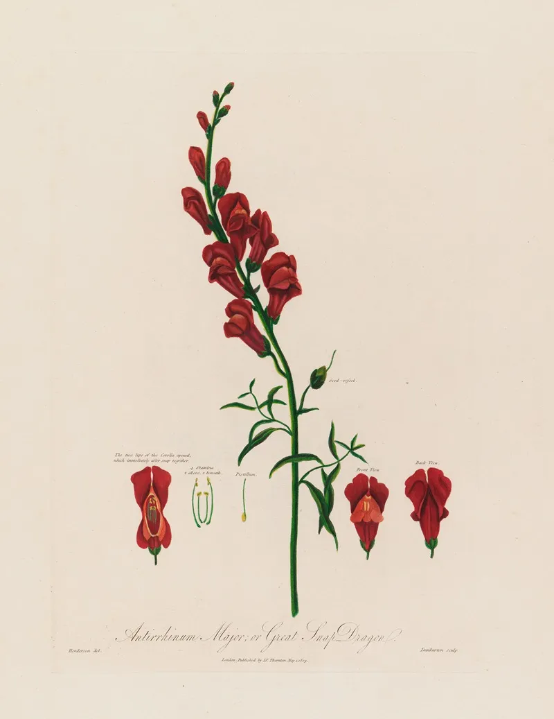 Antirrhinum Major Or Great Snap Dragon Wall Art by Robert John Thornton - High-Resolution Digital Print