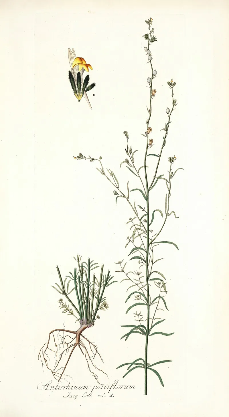 Antirrhinum Parviflorum Wall Art by Nikolaus Joseph Freiherr von Jacquin - High-Resolution Digital Print