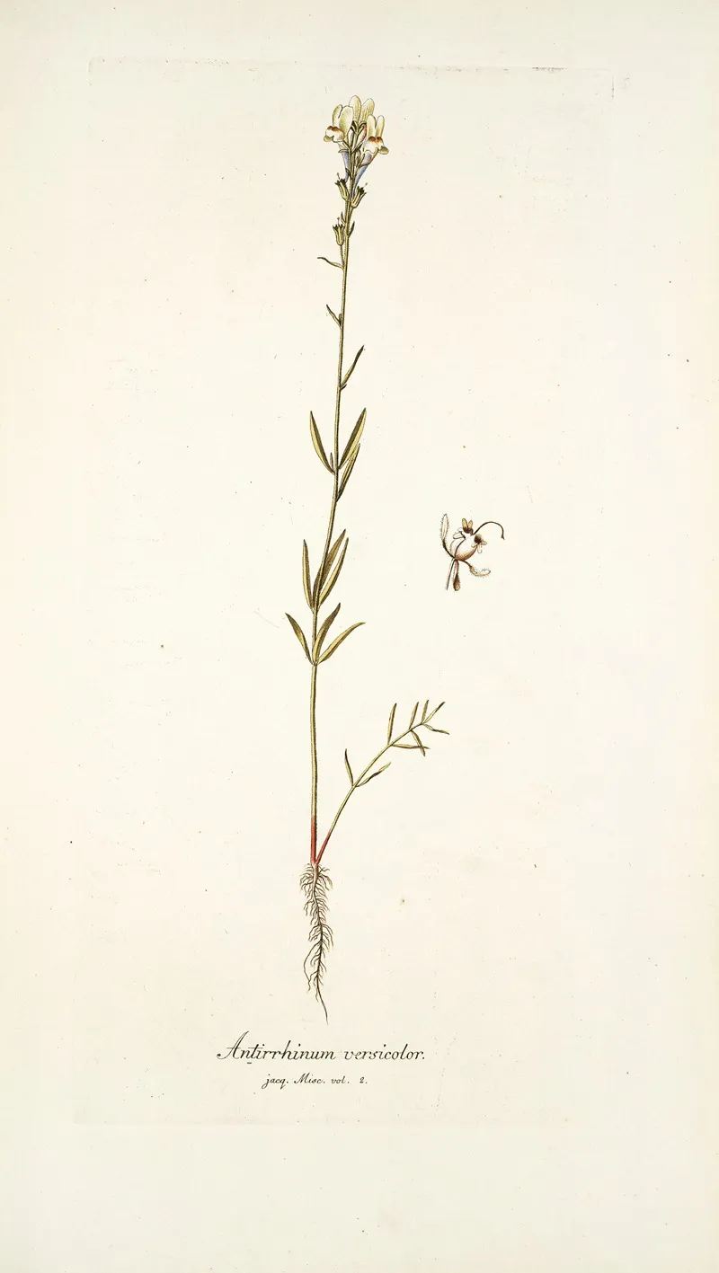 Antirrhinum Versicolor Wall Art by Nikolaus Joseph Freiherr von Jacquin - High-Resolution Digital Print