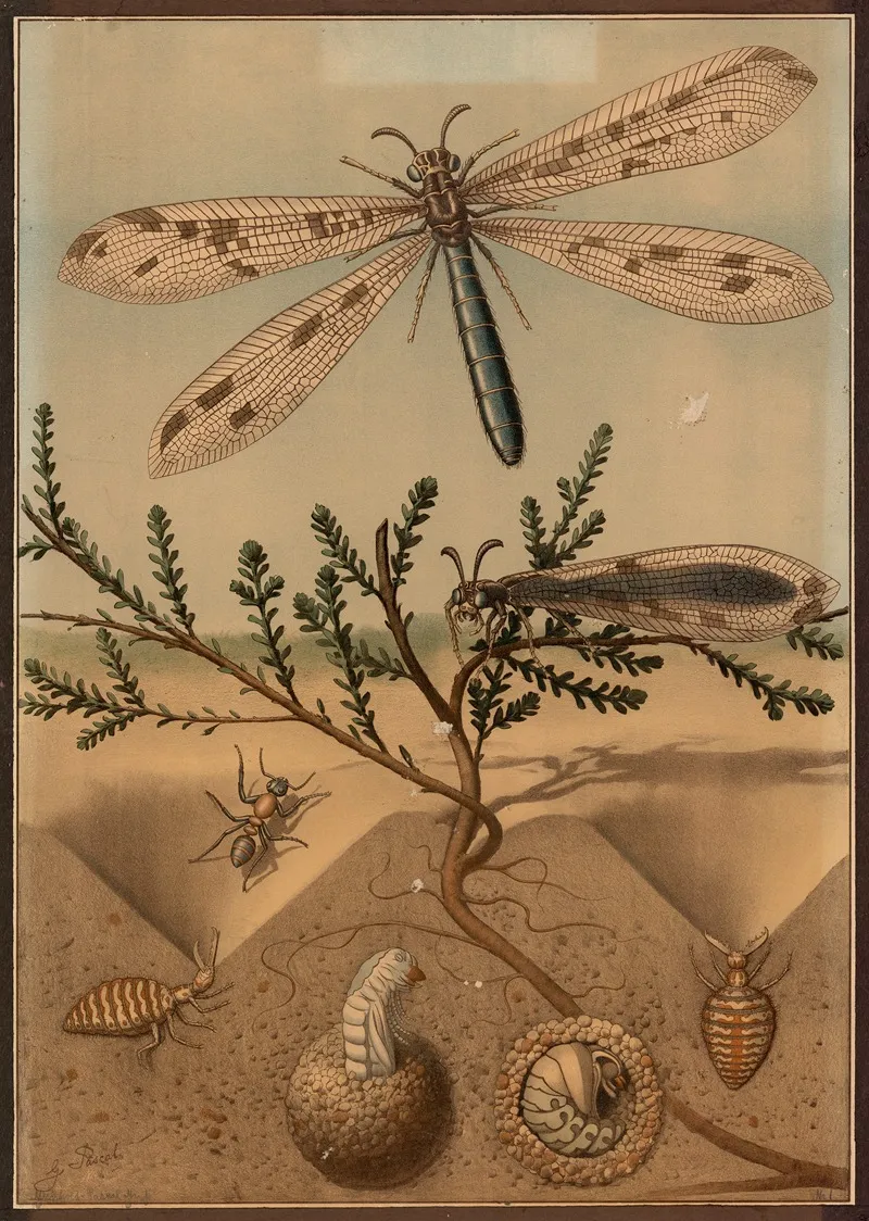 Antlion Wall Art by G. Pascal - High-Resolution Digital Print