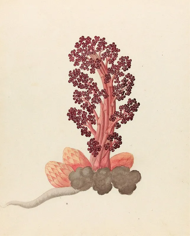 Aphyteia Hydnora Nymphaea Nouchali Wall Art by Clemenz Heinrich Wehdemann - High-Resolution Digital Print