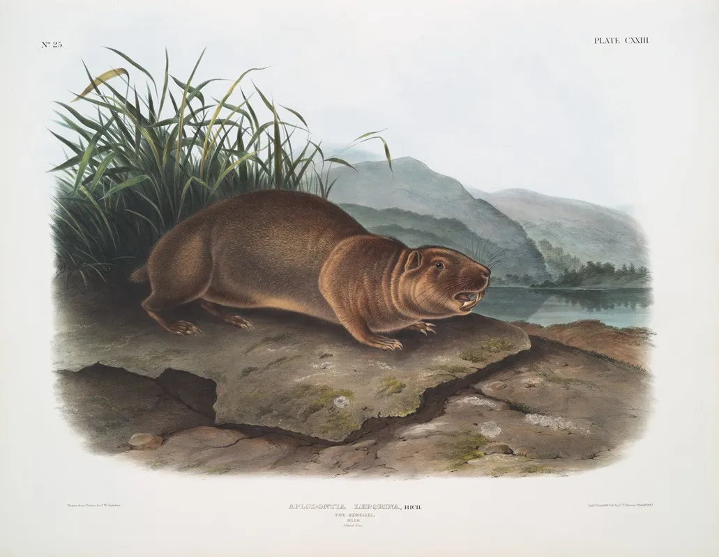 Aplodontia Leporina The Sewellel Male Natural Size Wall Art by John Woodhouse Audubon - High-Resolution Digital Print