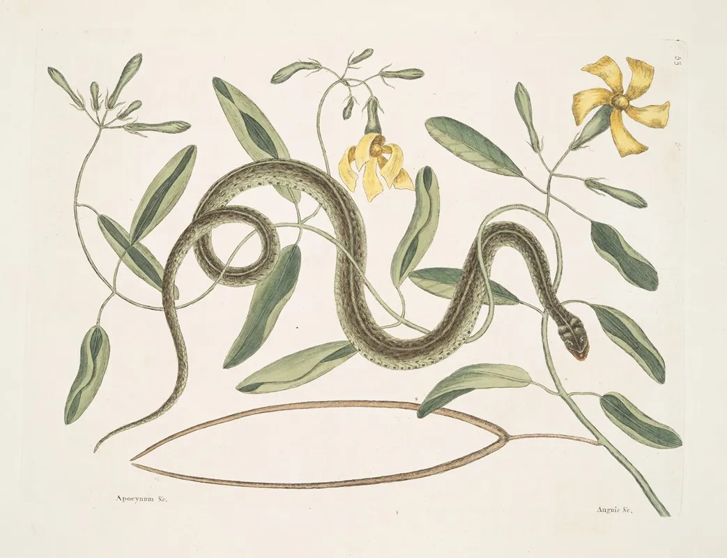 Apocynum Angis Viridis Maculatus The Green Spotted Snake Wall Art by Mark Catesby - High-Resolution Digital Print