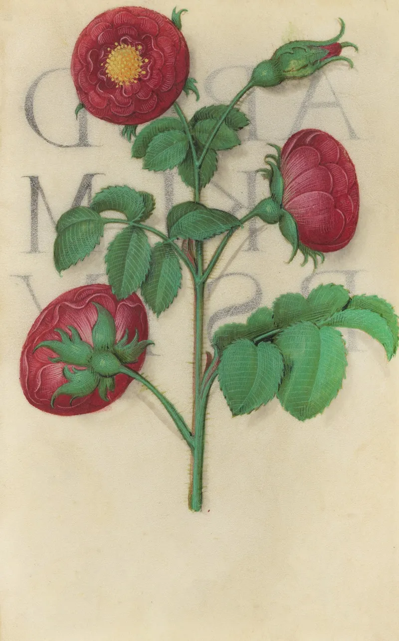 Apothecary Rose Rosa Gallica Wall Art by Master of Claude de France - High-Resolution Digital Print