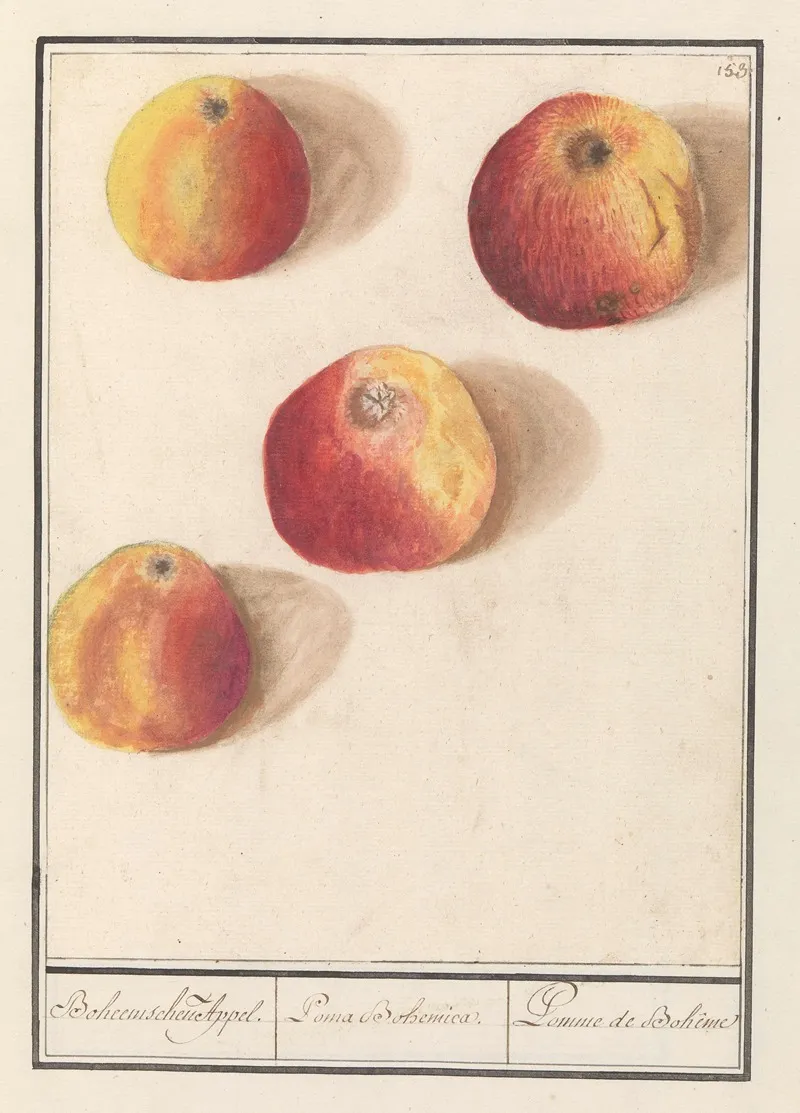 Appel Malus Domestica Boheemschen Appel Poma Bohemica Pomme De Boheme Wall Art by Anselmus Boëtius de Boodt - High-Resolution Digital Print