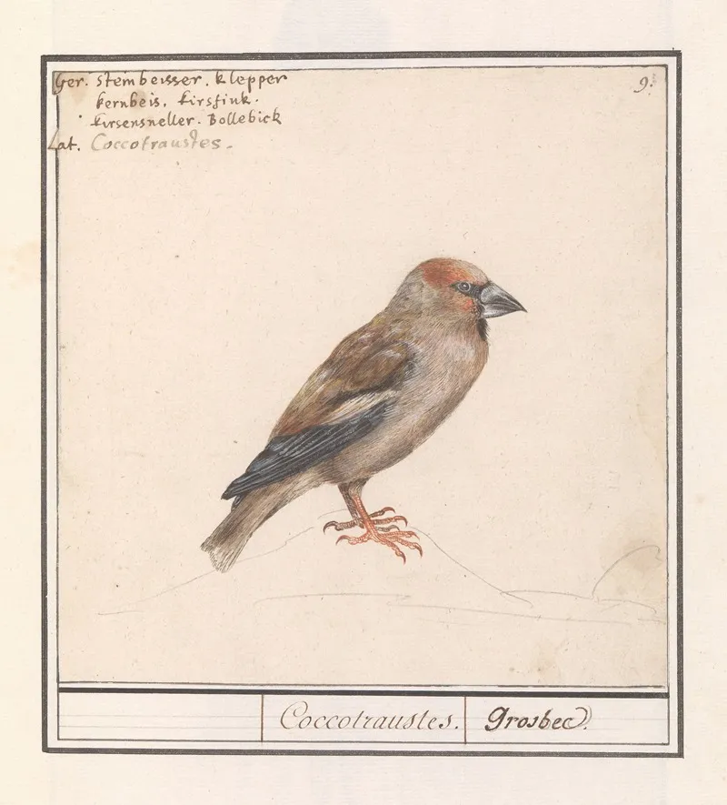 Appelvink Coccothraustes Coccothraustes Wall Art by Anselmus Boëtius de Boodt - High-Resolution Digital Print