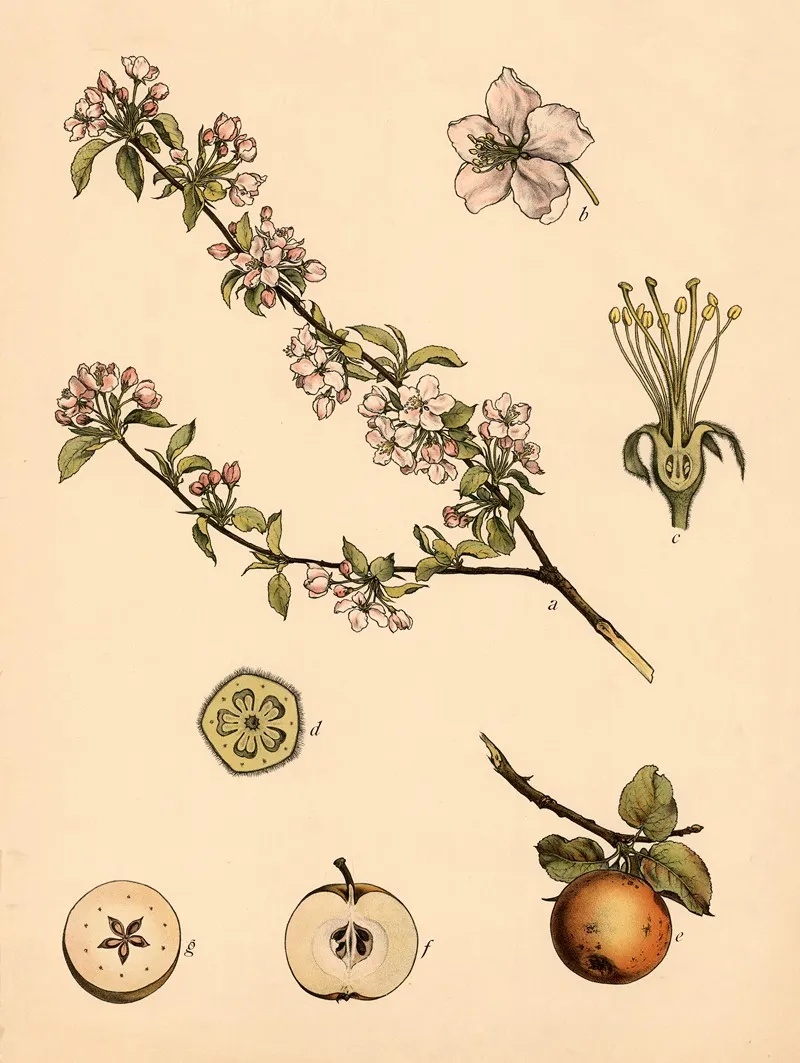 Apple 3 Wall Art by C. Dietrich - High-Resolution Digital Print