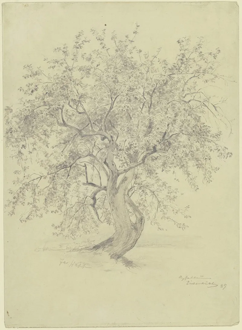 Apple Tree At The Eichenbuhl