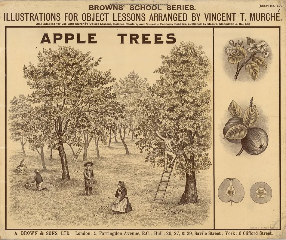 Apple Trees 4 Wall Art by Vincent T. Murché - High-Resolution Digital Print