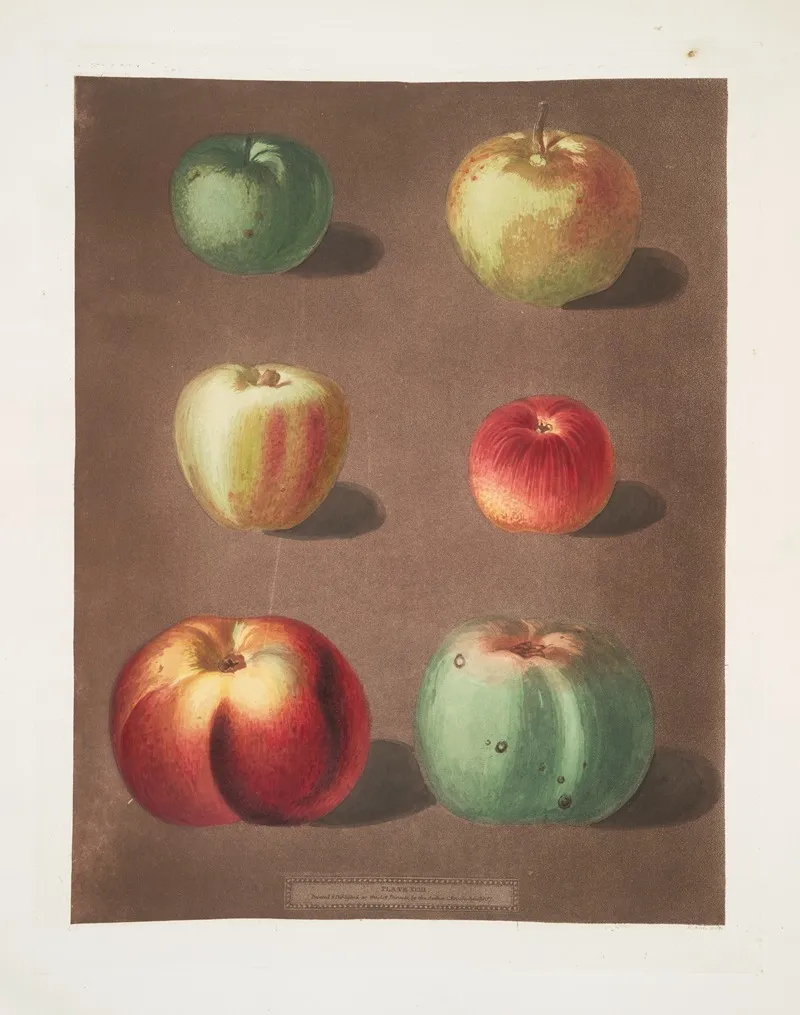 Apples French Crab Minchams Crab Cockagee Red Streak Holland Berry And The New Town Pippin Varities Wall Art by George Brookshaw - High-Resolution Digital Print
