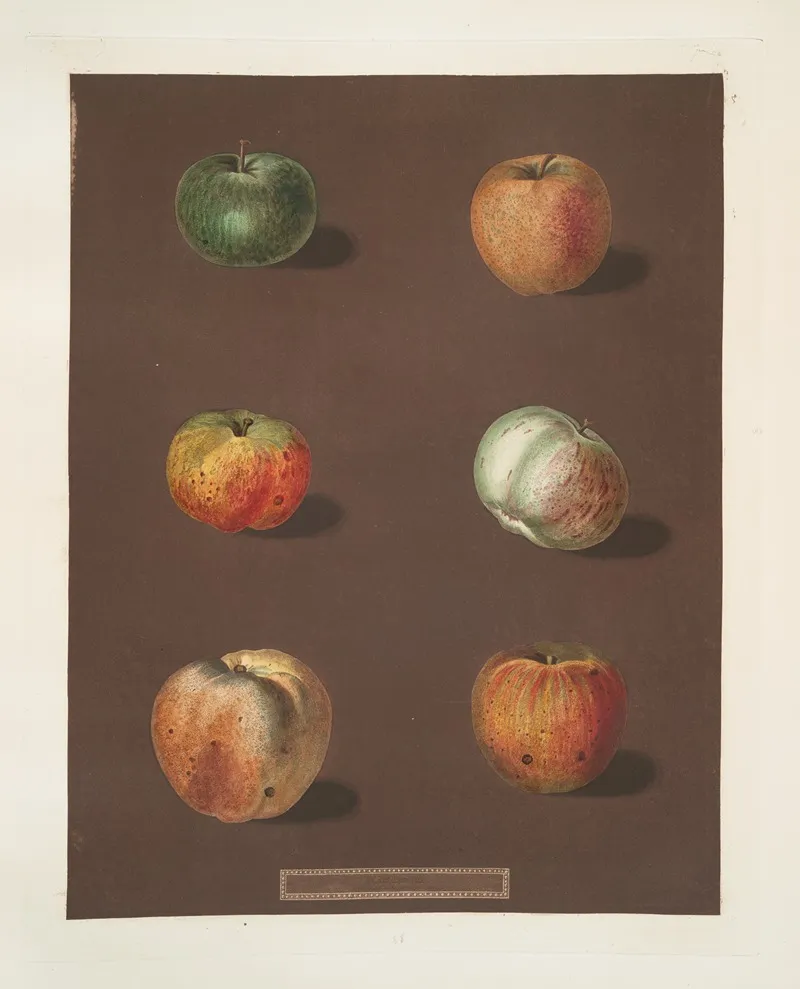 Apples Rhenet Gray Padlys Pippin Biggs Nonsuch July Flower Kirks Scarlet Admirable And The Ribstone Pippin Varities Wall Art by George Brookshaw - High-Resolution Digital Print