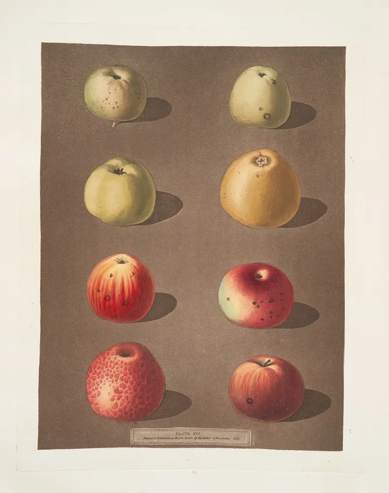 Apples Robertsons Blanchards Rasberry Lemon Aromatic Ferns Embroidered And The Spitsburgh Pippins Wall Art by George Brookshaw - High-Resolution Digital Print