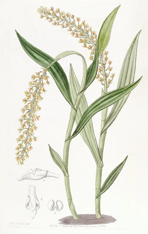 Apricot Coloured Epidendrum Wall Art by Sydenham Edwards - High-Resolution Digital Print