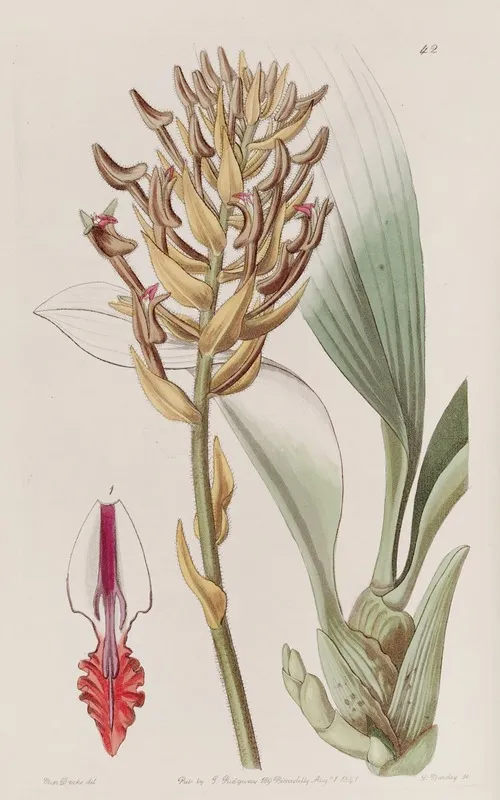 Apricot Coloured Eria Wall Art by Sydenham Edwards - High-Resolution Digital Print