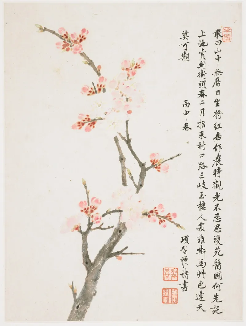 Apricot