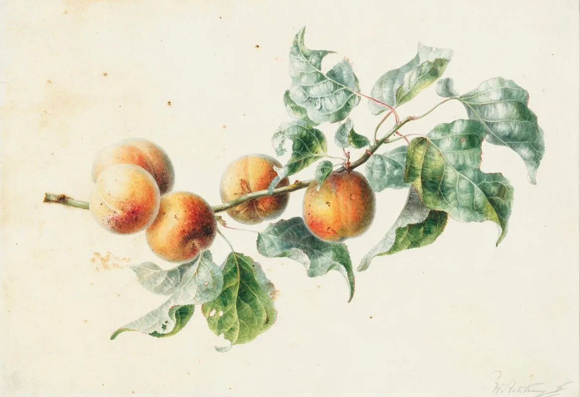 Apricots On A Branch Signed Wall Art by Willem Hekking - High-Resolution Digital Print