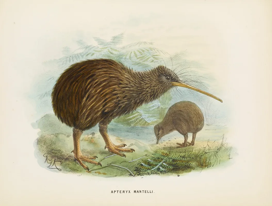 Apteryx Mantellii Wall Art by John Gerrard Keulemans - High-Resolution Digital Print